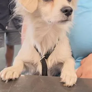 Photo of Adult Male Chihuahua