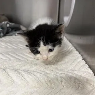 Photo of Baby Female Domestic Medium Hair