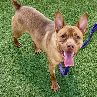 Photo of Adult Male Terrier