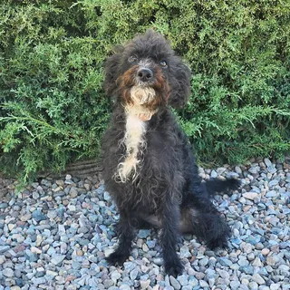 Photo of Young Male Poodle (Miniature)