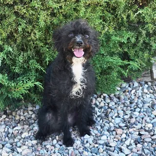 Photo of Young Male Poodle (Miniature)