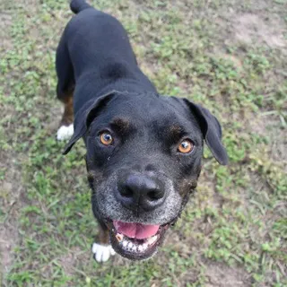 Photo of Adult Boxer