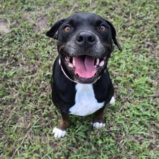 Photo of Adult Boxer