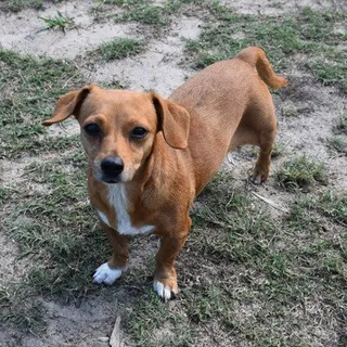 Photo of Adult Female Dachshund