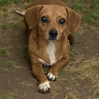 Photo of Adult Female Dachshund