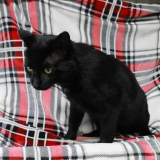Photo of Young Male Domestic Short Hair