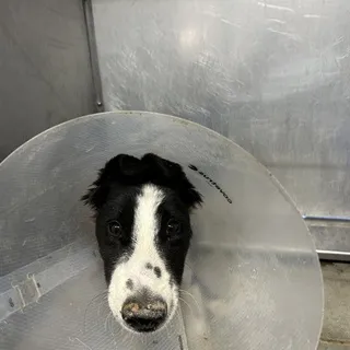 Photo of Baby Male Border Collie