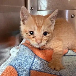 Photo of Baby Male Domestic Short Hair
