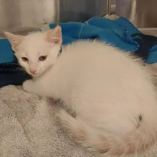 Photo of Baby Male Domestic Short Hair
