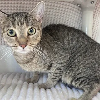 Photo of Adult Female Domestic Short Hair